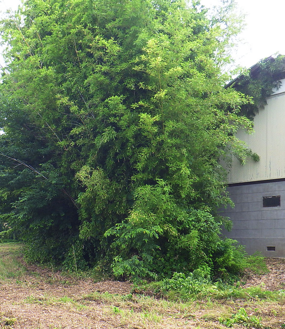 株式会社 関城造園